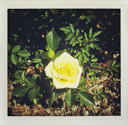 hillermanroses-web-8