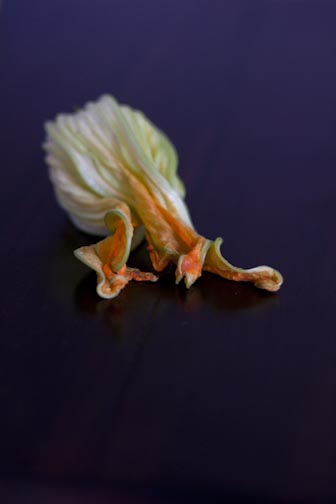 squashblossoms-nw-12