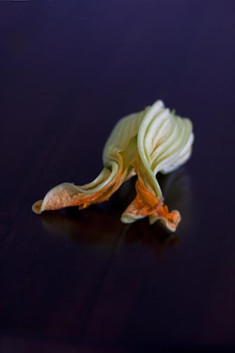 squashblossoms-nw-13