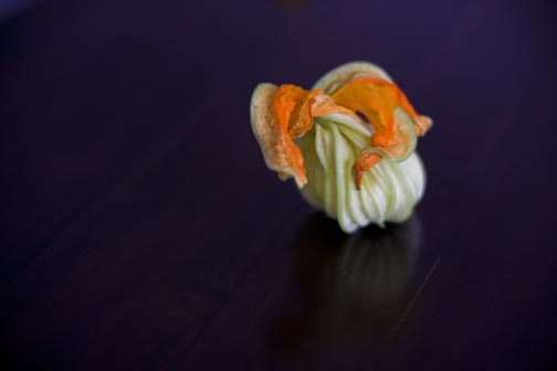 squashblossoms-nw-14