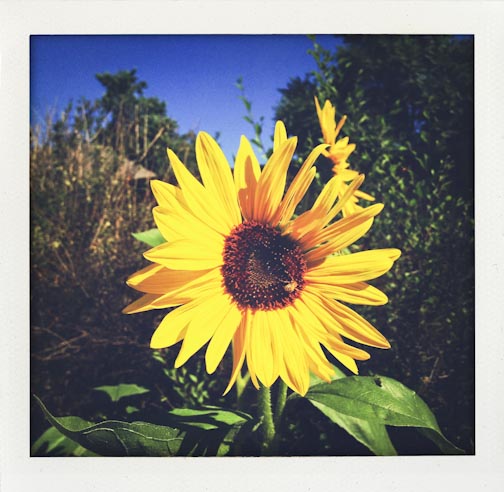 summerupdate082015-19