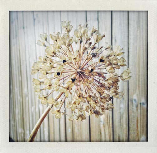 summerupdate082015-25