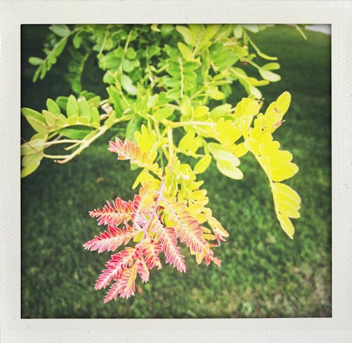 summerupdate082015-31