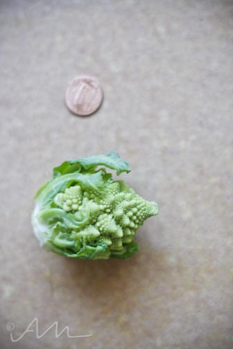 babyromanesco-6