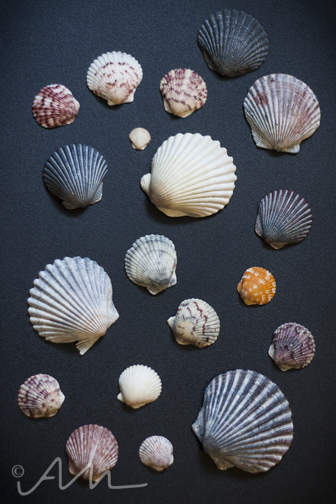 seashells-2