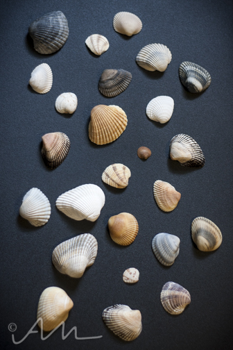 seashells